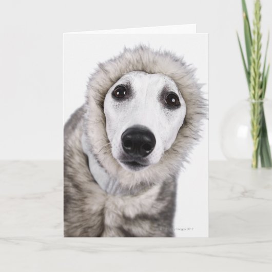 Whippet犬の身に着けている毛皮のコート、スタジオの打撃 カード (正面)