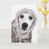 Whippet犬の身に着けている毛皮のコート、スタジオの打撃 カード (黄色い花)