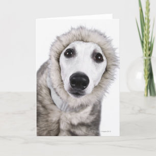Whippet犬の身に着けている毛皮のコート、スタジオの打撃 カード