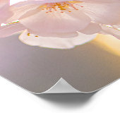 Whispers of Spring – Cherry Blossoms at Dusk ポスター (角)