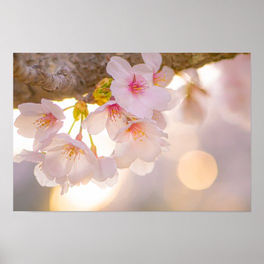 Whispers of Spring – Cherry Blossoms at Dusk ポスター (正面)