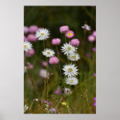 Whispers of Wildflowers ポスター (正面)