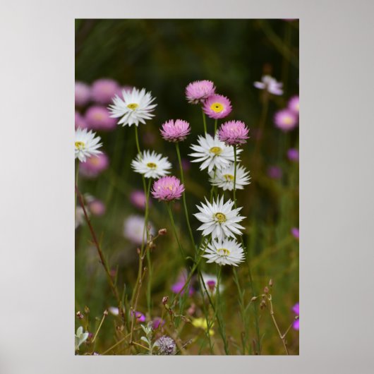 Whispers of Wildflowers ポスター (正面)