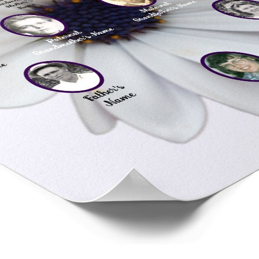 White African Daisy Oval Ancestor Photos ポスター (角)