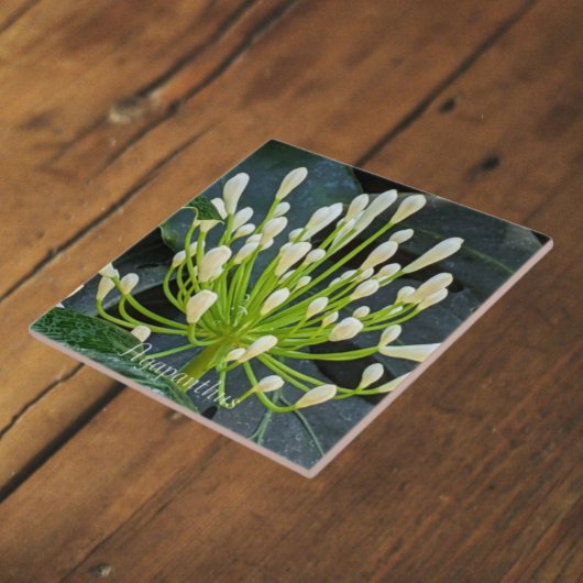 White Agapanthus Buds Floral タイル