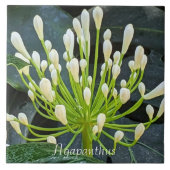 White Agapanthus Buds Floral タイル (正面)