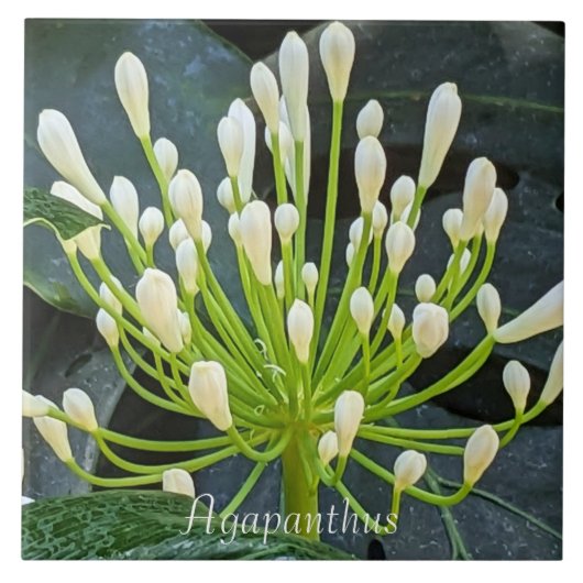 White Agapanthus Buds Floral タイル (正面)