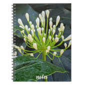 White Agapanthus Buds Floral ノートブック (正面)