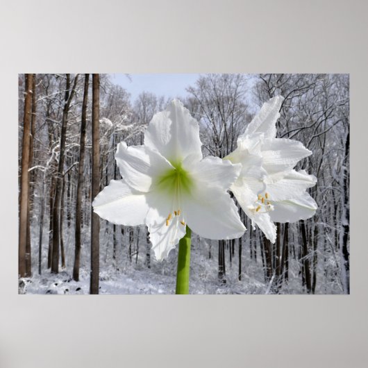 White Amaryllis and Snow I ポスター (正面)