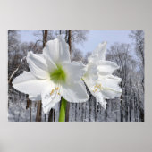 White Amaryllis and Snow II ポスター (正面)
