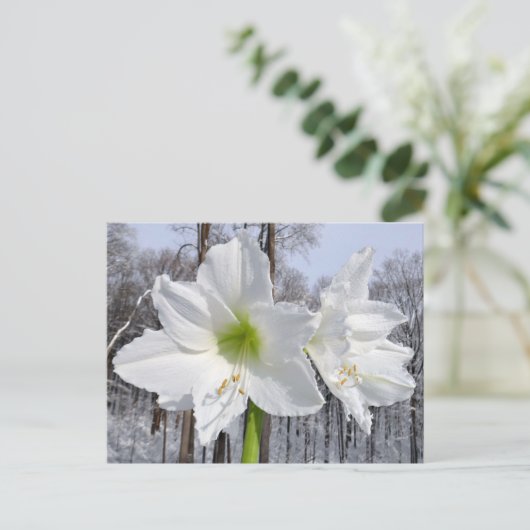 White Amaryllis and Snow II ポストカード (スタンド正面)