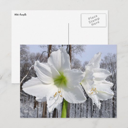 White Amaryllis and Snow II ポストカード (正面/裏面)