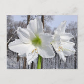 White Amaryllis and Snow II ポストカード (正面)