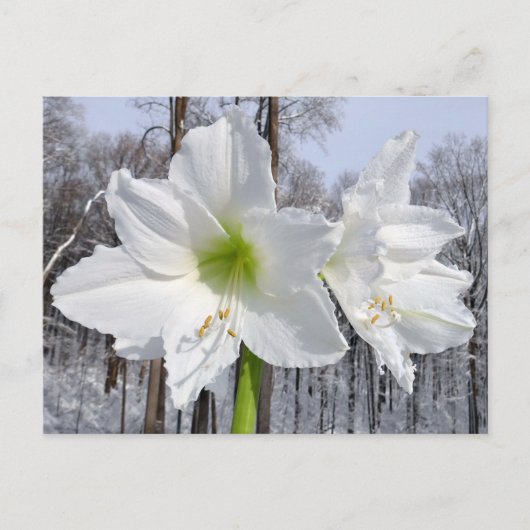 White Amaryllis and Snow II ポストカード (正面)