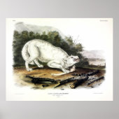 White American Wolf, Canis lupus arctos by Audubon ポスター (正面)