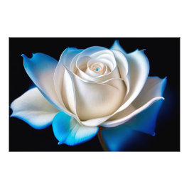 White and Blue Rose フォトプリント