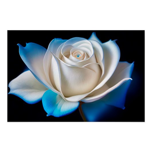 White and Blue Rose ポスター (正面)