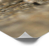 White and Orange Jumping Spider ポスター (角)