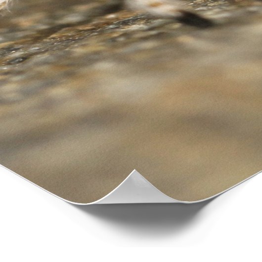 White and Orange Jumping Spider ポスター (角)