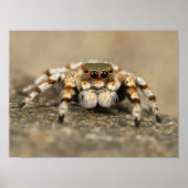 White and Orange Jumping Spider ポスター (正面)