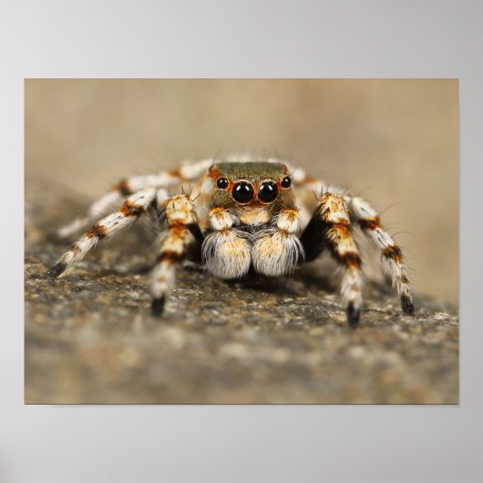 White and Orange Jumping Spider ポスター (正面)