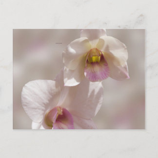 White and pink orchid flower on blurred background ポストカード
