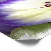White and Purple Violas Poster ポスター (角)