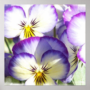 White and Purple Violas Poster ポスター