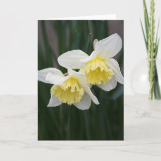 White and yellow Daffodils Greeting Card 案内状
