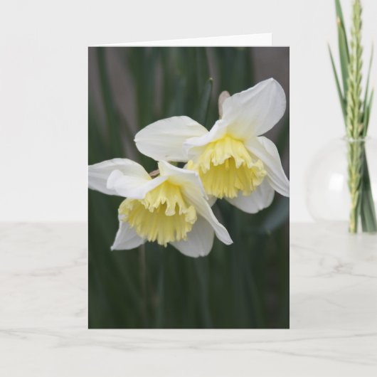 White and yellow Daffodils Greeting Card 案内状 (正面)