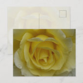 White and Yellow Rose Postcard ポストカード (正面/裏面)