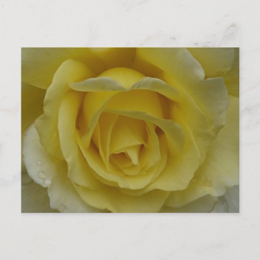 White and Yellow Rose Postcard ポストカード (正面)