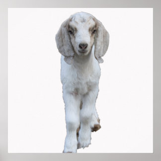 White Baby Goat Poster ポスター