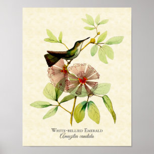 White Bellied Emerald Hummingbird Art Print ポスター