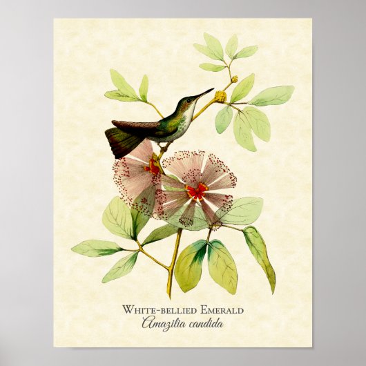 White Bellied Emerald Hummingbird Art Print ポスター (正面)