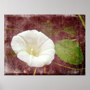 White Bindweed - The Wild Perennial Morning Glory ポスター