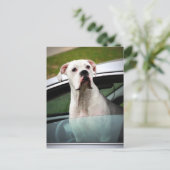 White Boxer in a Car ポストカード (スタンド正面)
