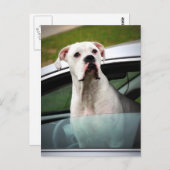 White Boxer in a Car ポストカード (正面/裏面)