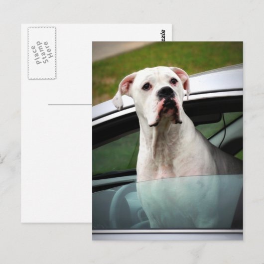 White Boxer in a Car ポストカード (正面/裏面)
