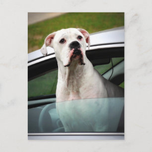 White Boxer in a Car ポストカード