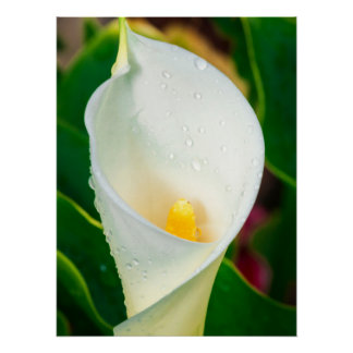 White Calla Lily Macro Botanical Photo Nature Art ポスター