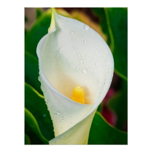 White Calla Lily Macro Botanical Photo Nature Art ポスター (正面)