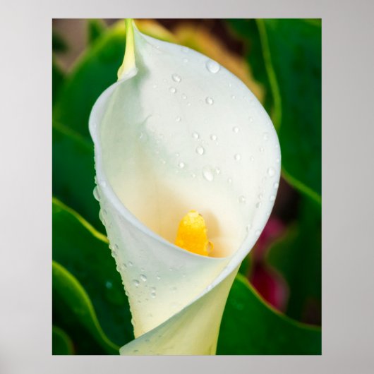White Calla Lily Macro Botanical Photo Nature Art ポスター (正面)