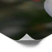 White Chihuahua ポスター (角)