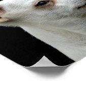 White Chihuahua Head on Black Background ポスター (角)
