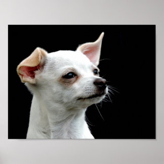 White Chihuahua Head on Black Background ポスター