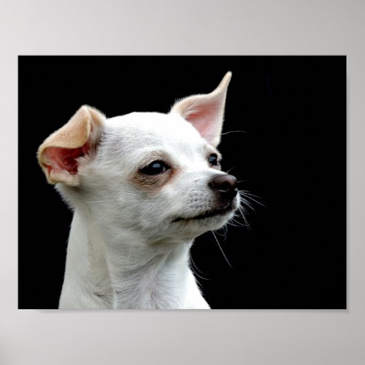White Chihuahua Head on Black Background ポスター (正面)