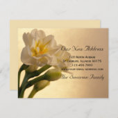 White Daffodilsの新しいアドレスのお知らせ 案内状 (正面/裏面)