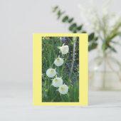 White Daffodils Arctic Bells DIY Postcard シーズンポストカード (スタンド正面)