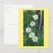 White Daffodils Arctic Bells DIY Postcard シーズンポストカード (正面/裏面)